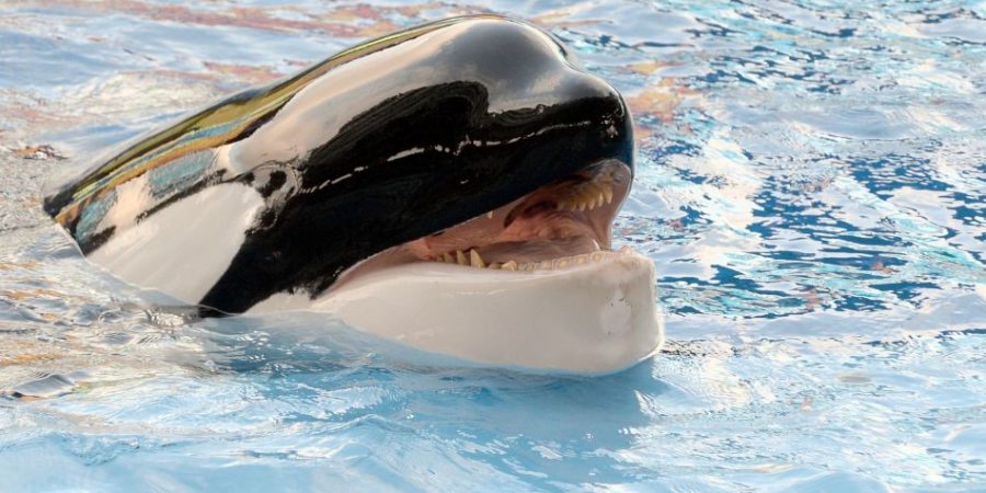 tilikum