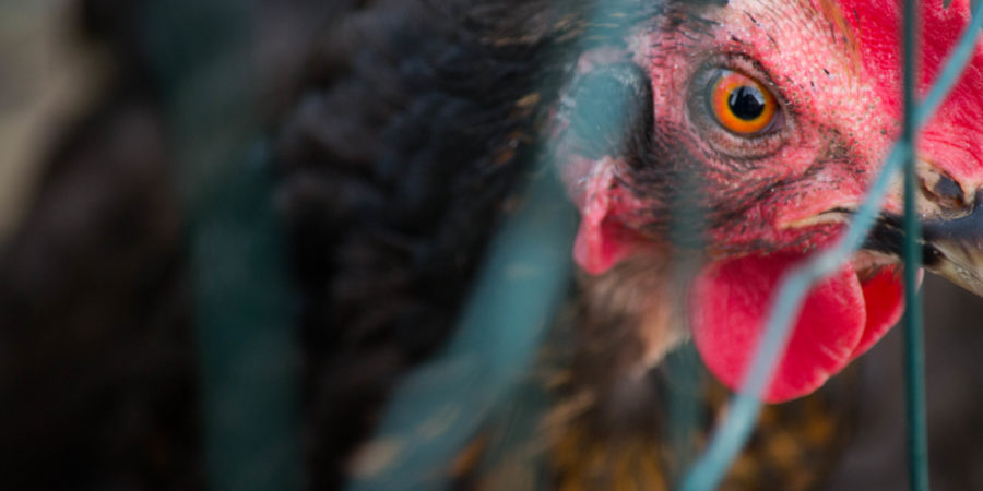 pourquoi les vegans ne mangent pas d'oeufs